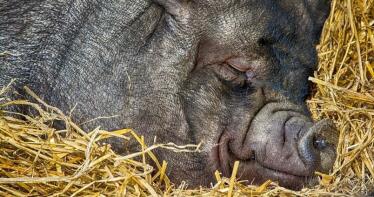 El ibérico de cebo sigue cotizando al alza en la Lonja de Araporc