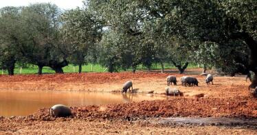 Ascienden los precios del porcino blanco y los lechones ibéricos en la Lonja de Salamanca