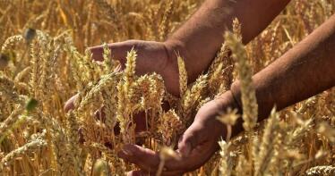 El precio de los cereales sigue a la baja en la Lonja de Albacete