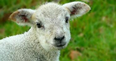 Desciende el precio del cordero en la Lonja de Salamanca