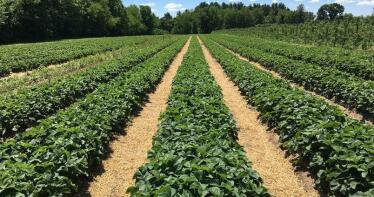 Las plagas más peligrosas para la fresa onubense