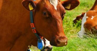 Finaliza un mes «complicado» en la Lonja de Binéfar