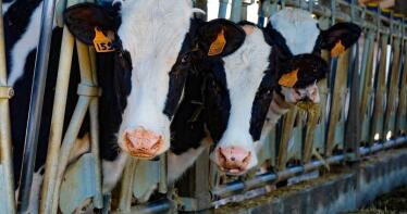El ganado frisón sube su cotización en la Lonja de Binéfar