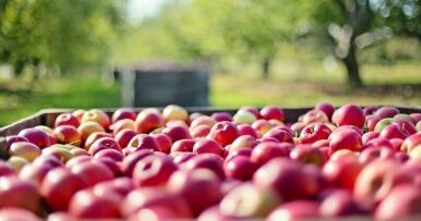 Qué es la amigdalina, la sustancia tóxica que contienen las pepitas de las manzanas y que puede ser peligrosa para tu salud