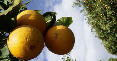 Los exportadores citrícolas alertan de la llegada «permanente» de plagas foráneas a la UE