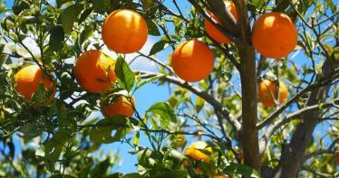 La naranja encabeza la subida de producción citrícola andaluza, que supera los 2,3 millones de toneladas