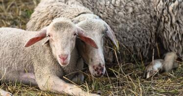 Lonja de Albacete: se mantiene el precio de la carne y descienden los cereales