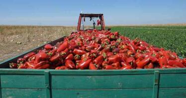 Andalucía exige al Gobierno central medidas frente al bloqueo del pimiento en Estados Unidos