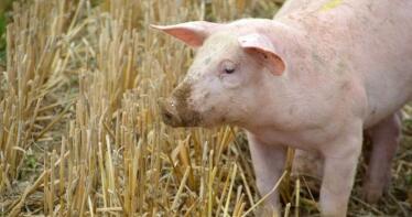 Sin movimientos en los precios del porcino en la Lonja de Araporc