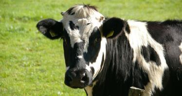 Llega la calma a la Lonja de Binéfar