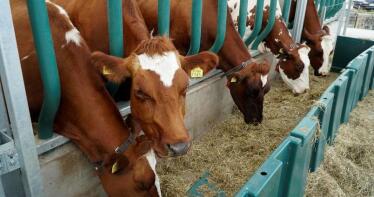 Andalucía se blinda contra la dermatosis nodular contagiosa del ganado bovino