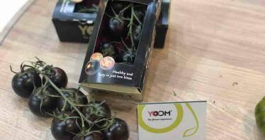 Así es «Yoom», el tomate almeriense que ha conquistado al jurado en Fruit Logistica