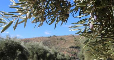 Una nueva herramienta para predecir el impacto en el campo de la PAC del futuro