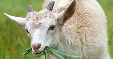 Sube la leche de cabra y se estabiliza el ovino en la Lonja de Albacete