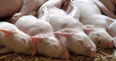 Sube, al fin, el precio del lechón blanco en Andalucía