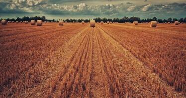 Los cereales siguen dando vida a la Lonja de Albacete