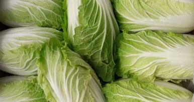 Los líderes mundiales en producción de col china ecológica son andaluces