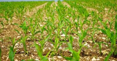 Suben todos los precios de los cereales en la Lonja de Sevilla