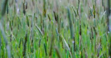 El precio medio del trigo duro desciende 13 euros en el último mes