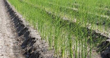 El Ministerio reconoce oficialmente a la Interprofesional del Espárrago Verde