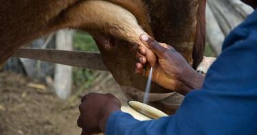 La venta de leche protagoniza la Lonja de Albacete