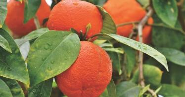 «Que no se vendan naranjas verdes»: Alertan del peligro de precipitarse ante una campaña corta y con retraso