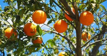 La cosecha de cítricos será la más baja de los últimos 16 años, según el aforo del Ministerio