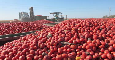 COAG denuncia el fraude del ‘origen Marruecos’ en tomates cherry cultivados en el Sáhara Occidental