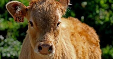 Lonja de Binéfar: estabilidad en los precios del vacuno y paralización de la demanda nacional