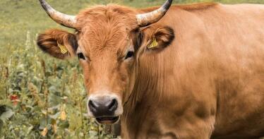 «Tranquilidad» y repetición de los precios del vacuno en la Lonja de Binéfar