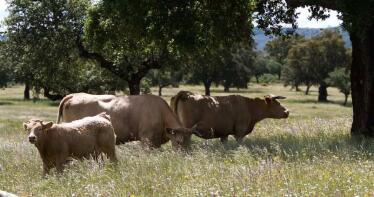 Precios estables y un mercado «más ágil» en la Lonja de Binéfar
