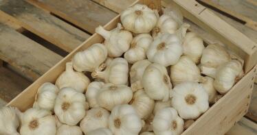 La Mesa Nacional del Ajo reclama más materias activas para poder garantizar la sanidad del cultivo