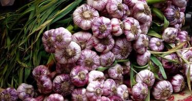 La recogida del ajo cordobés se centra en el fomento de las contrataciones