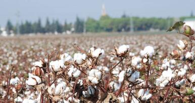 Sobre los cultivos transgénicos y el algodón