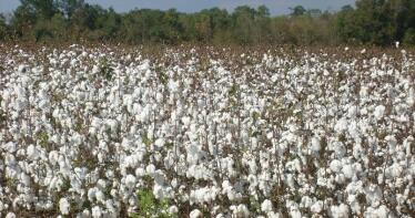 El algodón andaluz se «libra», por ahora, de las plagas