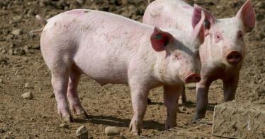 Lonja de Salamanca: la tendencia a la baja del porcino se reafirma