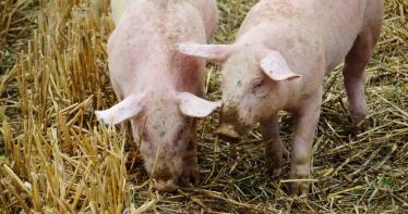 El lechón blanco, el único movimiento a la baja en la Lonja de Araporc