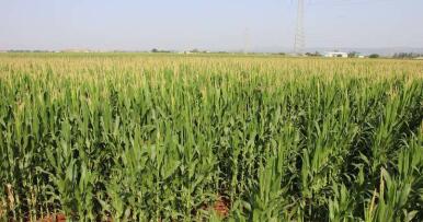 Sin aranceles a Ucrania, luces y sombras