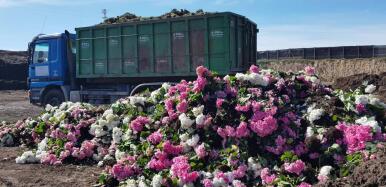 Más de 300 productores afectados y 100 millones en pérdidas en planta ornamental en Almería