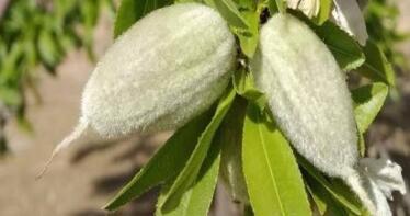 «Varapalo» del Ministerio al denegar el uso de abamectina en almendros para combatir la araña roja