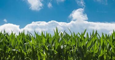 El maíz se estanca y suben el resto de cereales en la Lonja de Sevilla