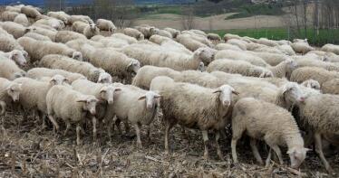 Llamamiento para la vacunación «masiva» contra la lengua azul en Jaén