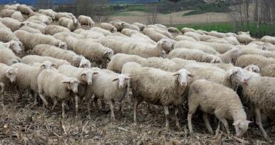 Llamamiento para la vacunación «masiva» contra la lengua azul en Jaén