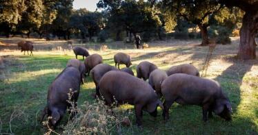 Repunta el precio del ibérico de cebo en la Lonja de Araporc