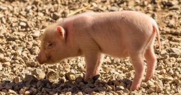 El lechón blanco incrementa su precio en la Lonja de Araporc