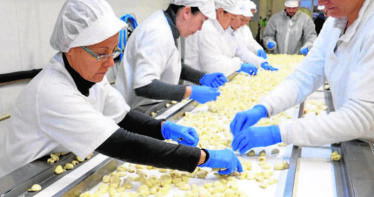 El sector del ajo de Córdoba afronta una cosecha óptima a buen precio