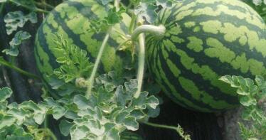 El melón y la sandía registran buenos precios en su inicio de campaña