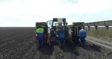 Disminuye la superficie destinada al cultivo de tomate para industria en Andalucía
