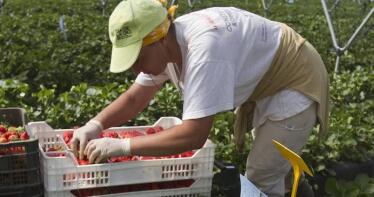 El sector de los berries inicia una moción institucional para que se contraten más trabajadores extranjeros