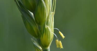 El precio del trigo duro sigue bajando en los mercados mayoristas nacionales